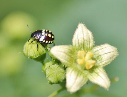 Nezara viridula